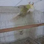 زوج كنيور منتج