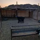 للبيع عنز ولد معها جفره