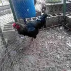 ديك هندي