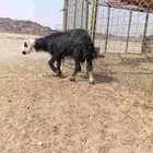 طلي جذع ثلاجة فل الفل شحم شرط نظيف على الشرط ماشاء الله