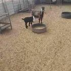 عنز والد للبيع الناقه