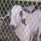 للبيع فحل بيشي أصيل