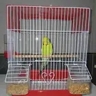 للبيع طير