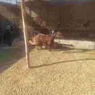 معزا حيل