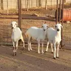 طلي ورخال مهجنه فل شحم. تم البيع