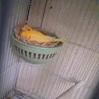 اتثى كناري تحتها ثلاث بنادق سسكن احمر فنزولي (( تم البيع ))