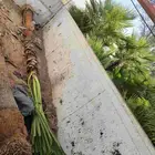 نخل امريكي