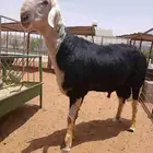 فحل نجدي صنف