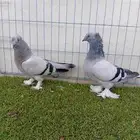 طبه تركي حرمي دبل كرست