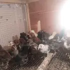 صوص بلدي فيومي