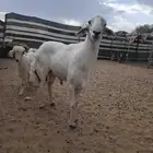 فحول صنف كفو واحد ثني واحد سديس مشروطه اذا ما اضربت مرجوعه