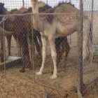 حشو للبيع