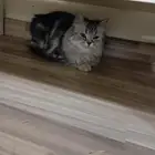 قط ((شيرازي نقي)) أنثى صغيره اللون رمادي فاتح مع غامق