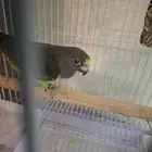 للبيع الماير متكلم