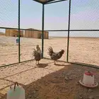 ديوك امروك امريكي