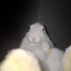 ارانب للبيع فيه 17 وحده الثنتين 30 ذكر و أنثى التواصل واتس