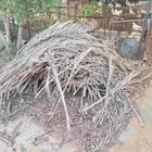 سعف نخل