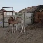 حشوان علا حليب اماتها العدد 2