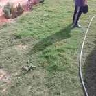 بسم الله وتوكنا على الله يوجد لدينا جميع انواع النخيل عربي و