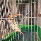 طير الحب انثى للبيع