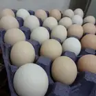 يوجد بيض حق اكل بلدي