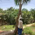 نخيل جوز الهند