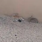 أرانب للبيع ذكور واناث