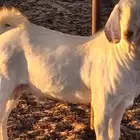 تيس بيشي أبرص مشروع فحل صنف الصنف جرم العمر 7 شهور