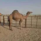 بكار حمر عددها 2 ساحليات وحده لقحه والثانيه ضربها البعير
