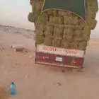 الرياض. برسيم. صافي. حق. المزنب. العدد. 250. حبه. الشد.