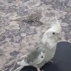 طيور كروان نضيف وصغار سن