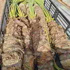 نخل امريكي ابومروحه