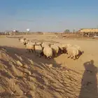 طليان نعيم طيبه