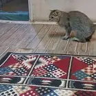 قطه انثي هملايا لللبيع