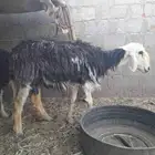 غنم نجد ضعاف
