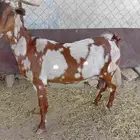 ماعز للبيع