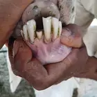شاه حريه معها خروف