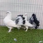 طبه رقاص هندي ذيل فراشه