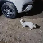 كلب للبيع رقم التواصل