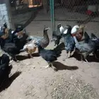بشاير دجاج مهجه براهماء