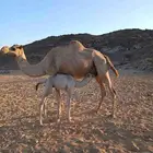 ناقه مهجنه تحته قعود ولد الجذاب