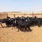 معزا عوارض 20 بلفحل ب 620