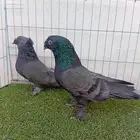 زوج تركي اخضر