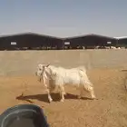 مشروع فحول تيوس