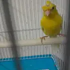 ذكر كناري سوري (تم البيع)
