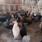 دجاج مهجن