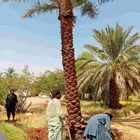 توريد جميع أنواع النخيل الوشنطني والعربي