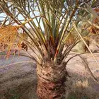 نخل مثمر للبيع خلاص برحي هلالي سكري نخيل روثانه مجدول شيشي