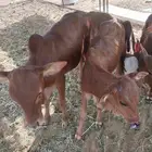 حسلان للبيع العدد 9 شرط ونظاف