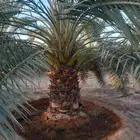 برحي درجه اولا